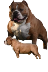 THE AMERICAN BULLY KENNEL CLUB